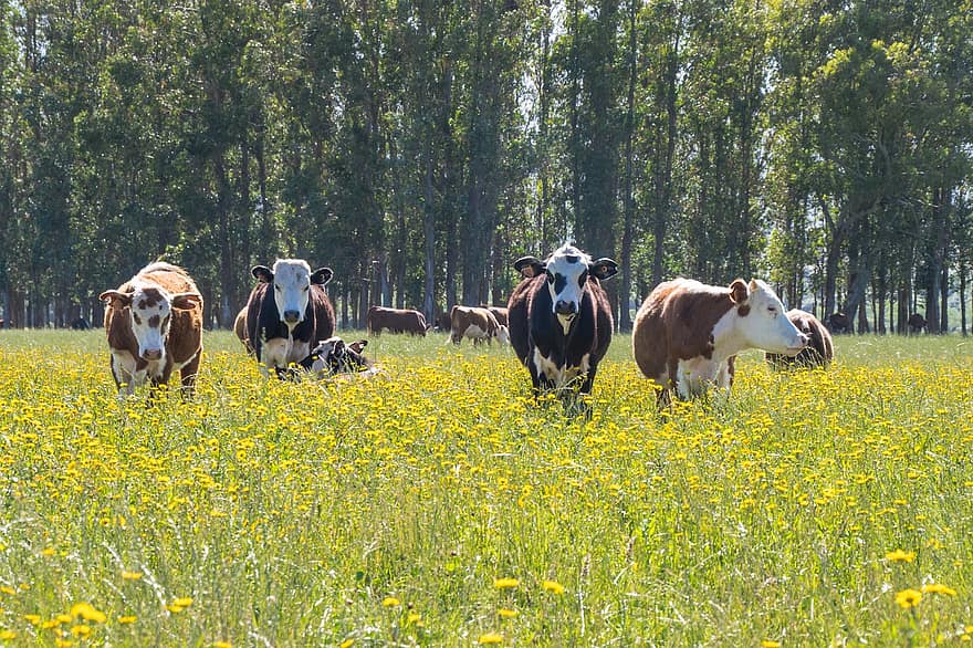 sapi, Ternak, ternak, tanah pertanian, binatang, termasuk keluarga sapi, alam, mamalia, pertanian, pedesaan, daging sapi