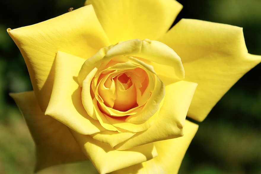 Rose, blomst, kronblade, gul rose, flor, plante, flora, natur, have, tæt på, kronblad