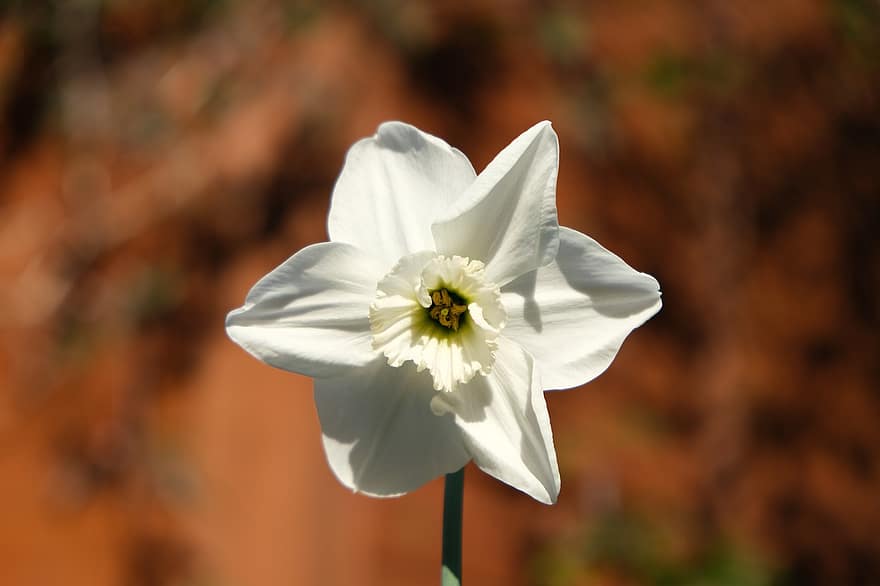 Flower, White Flower, Narcissus, Daffodil, Plant, Petals, Nature, close-up, petal, summer, flower head