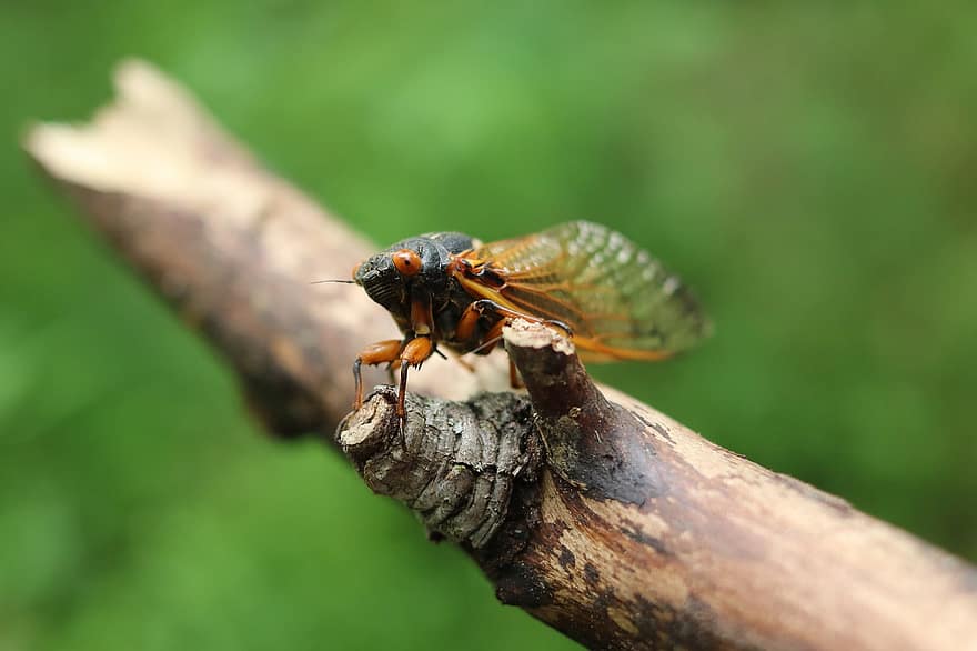 cicada, insekt, gren, magicicada, 17 år, periodisk cicada, pinne, natur