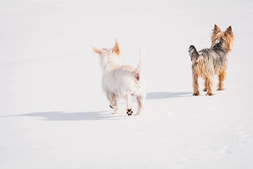 Chó sục Yorkshire, loài chó, vật nuôi, răng nanh, động vật, lông thú, mõm, động vật có vú, chân dung chó, thế giới động vật, mùa đông