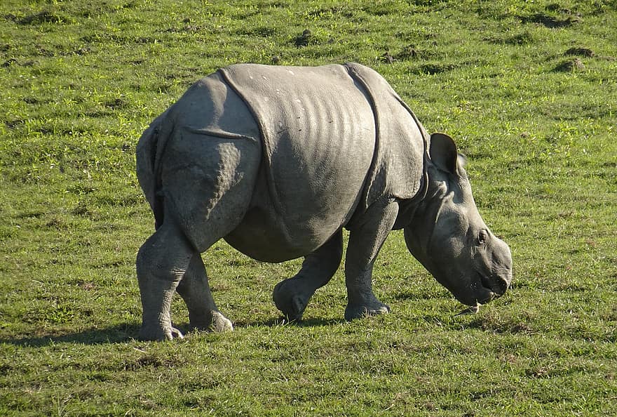 nosorožec, tele, jeden rohatý, zvíře, divoký, volně žijících živočichů, ohroženy, mladý, dítě, národní park, útočiště