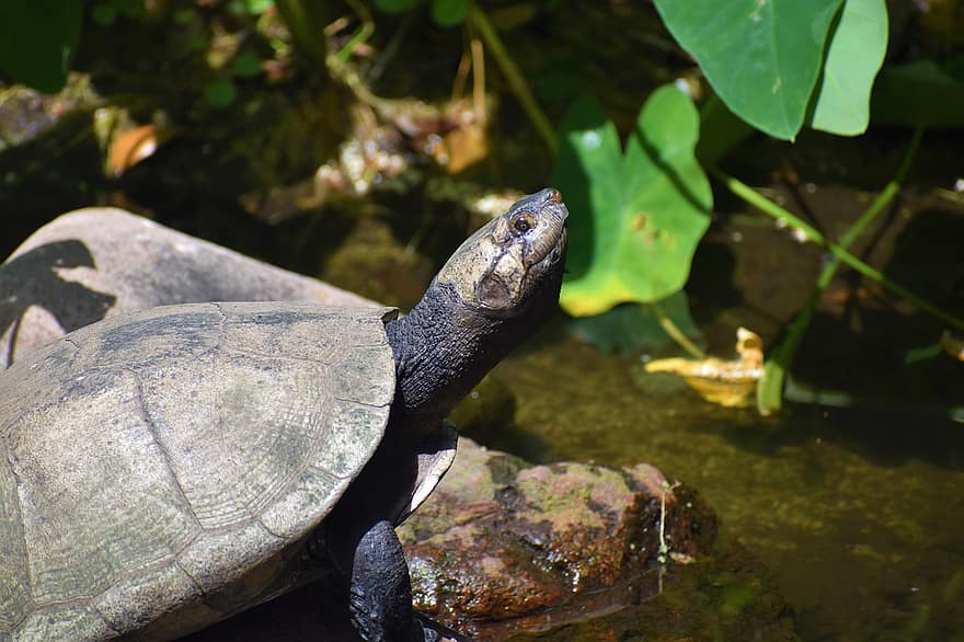 черепаха, рептилия, болотный, камень, листья, водный путь, воды, зоология, Herman Park Zoo, природа, живая природа