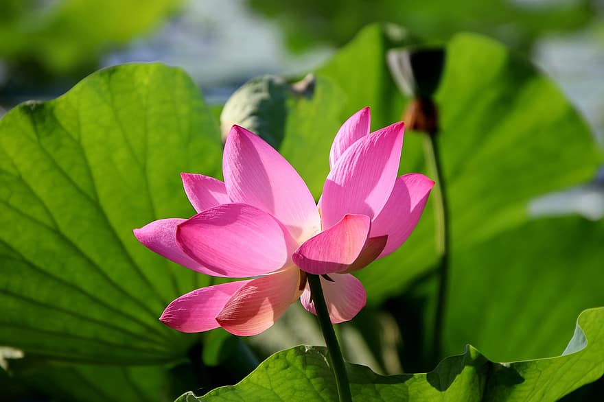 květ, lotus, botanika, rostlina, růžový květ, okvětní lístky, vodní rostliny, Příroda, rybník, detailní, list