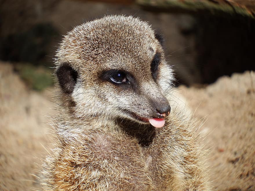meerkat, thú vật, động vật hoang dã, nói xấu, cầy mangut, động vật có vú, vườn bách thú, Thiên nhiên