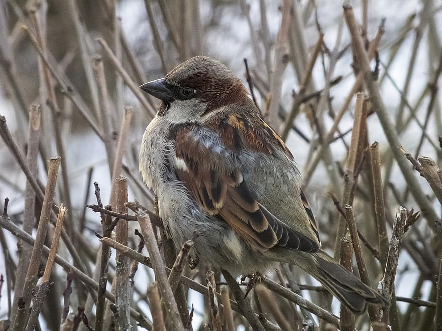 Sparrow, Bird, Wood, Animal, Perched, Plumage, Beak, Nature