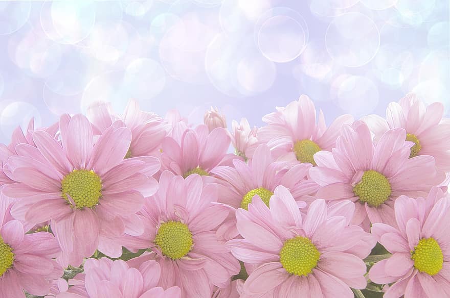 chamomiles, bunga-bunga, berwarna merah muda, bunga-bunga merah muda, kelopak, kelopak merah muda, berkembang, mekar, flora, seikat bunga, alam