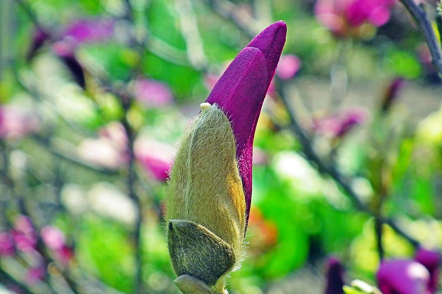 Flowers, Magnolia, Bush, Spring, Nature, Growth, close-up, plant, summer, flower, green color