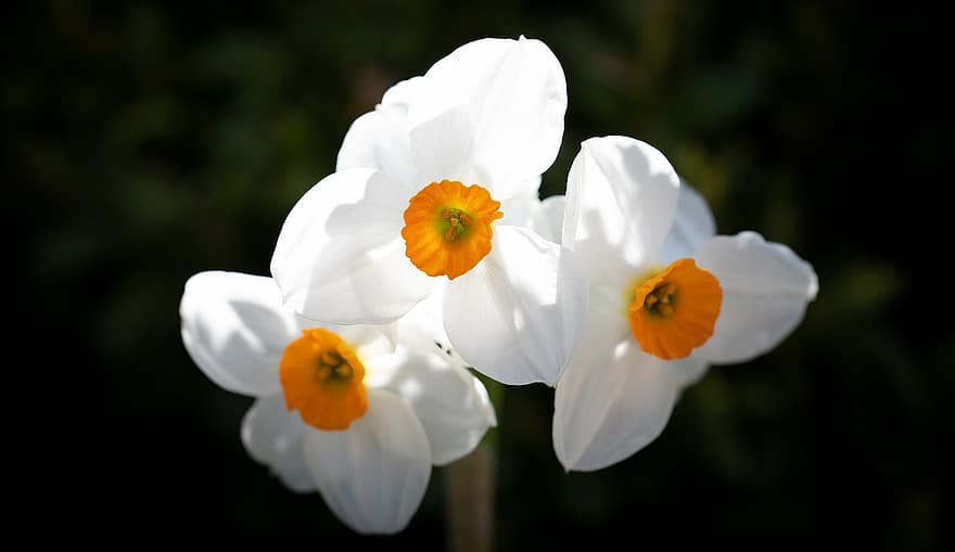 påskeliljer, blomster, planter, Narcissus, hvite blomster, petals, blomst, vårblomster, hage, vår, natur