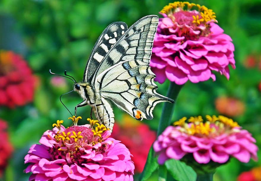 insecte, papallona, entomologia, flor, zinnia, jardí, polinització, ales, primer pla, multicolor, estiu