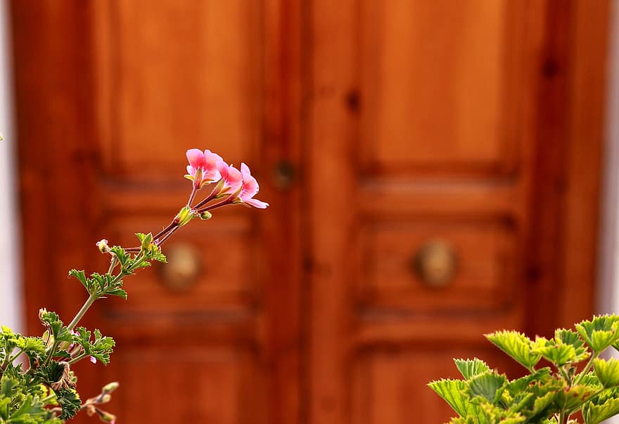 квітка, пелюстки, листя, двері