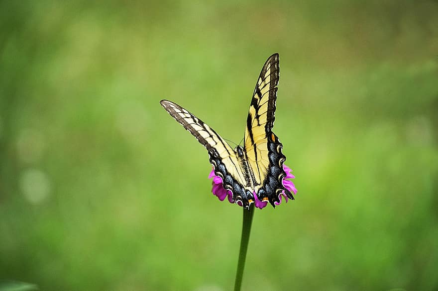 восточный тигренок, бабочка, цветок, цинния, бабочка ласточкин хвост, насекомое, крылья, завод, крупный план, разноцветный, зеленого цвета