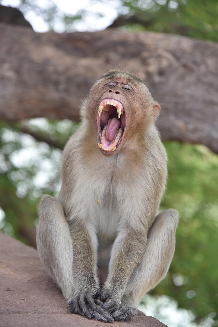 beždžionė, primatas, makaka, dantys, Beždžionės dantys, žinduolių, laukiniai, laukinis gyvūnas, laukinės gamtos, portretas, gyvūnų pasaulį