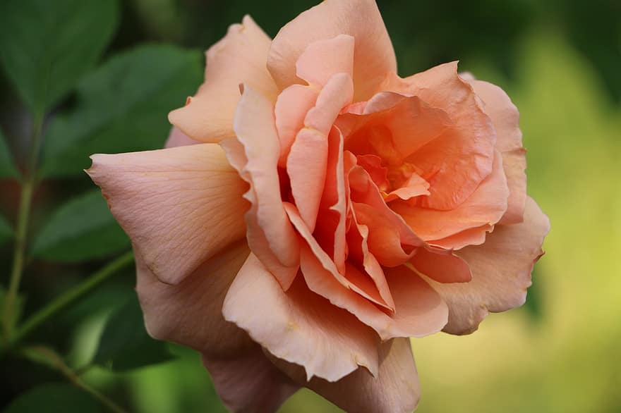 Rosa, flor, planta, rosa naranja, flor naranja, pétalos, floración, flora, de cerca, pétalo, hoja