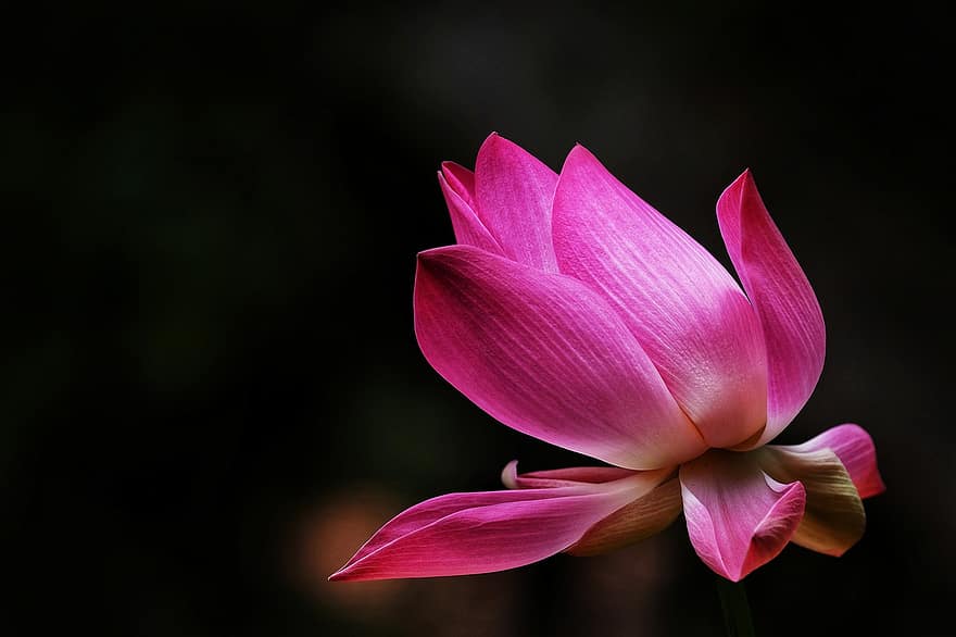 Lotus, Flower, Pink Flower, Petals, Flowering Plant, Aquatic Plant, Plant, Flora, Bloom, Blossom