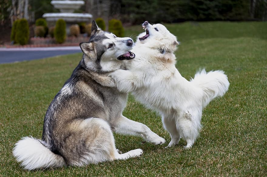 mascotas, perros, perrito, Malamute de Alaska, esquimal americano, amigos, perro, perro de raza pura, linda, hierba, canino