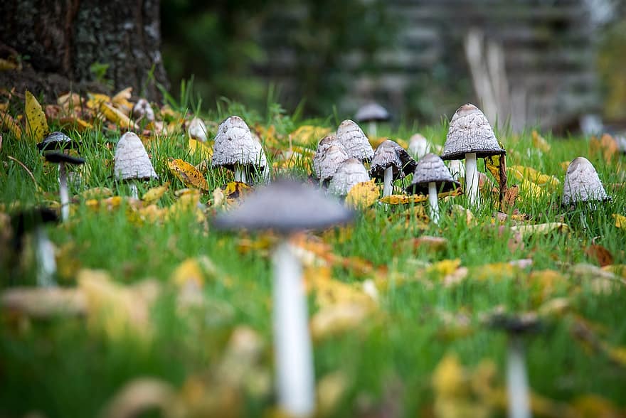 버섯, toadstools, 잔디, 진균류, 얽히고 설킨 잉크 모자, 풀숲 갈기, 바닥, 자연