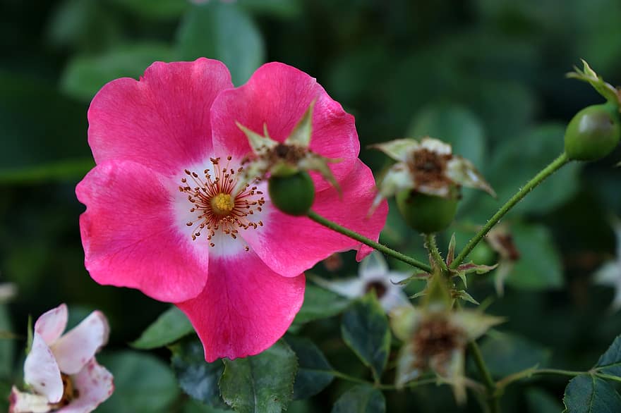 Мойс Роуз, цвете, растение, розово цвете, листенца, разцвет, флора, природа, едър план, листо, венчелистче