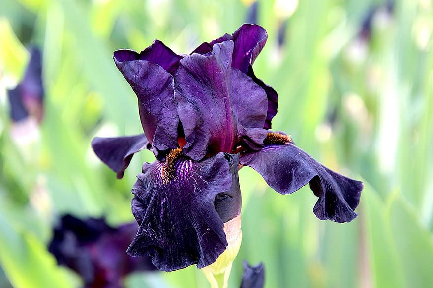 iris, violet flori, flori, grădină, horticultură, botanică, floră, natură, a închide, plantă, frunze