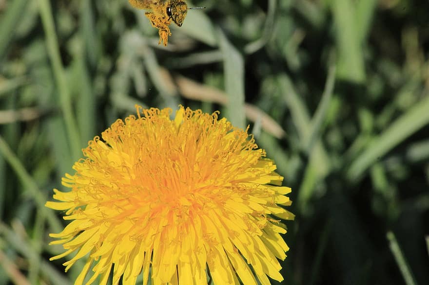 dent de lleó, flor, abella, insecte, mel d'abella, polinització, pol·len, volant, flor groga, planta, jardí
