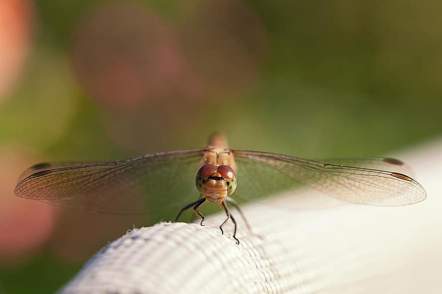 Dragon-fly, Insect, Wings, Flower, Plant