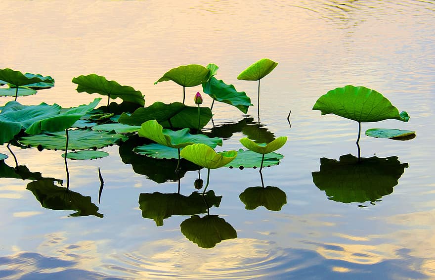 растение, листа, езеро, вода, отражение на водата, водно растение, лотос, водна лилия, шума, разцвет, цвят