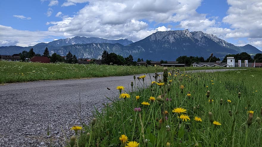 ทุ่งหญ้า, ชนบท, ประเทศเยอรมัน, ริมถนน, Oberaudorf, บาวาเรียตอนบน, ธรรมชาติ, ดอกไม้