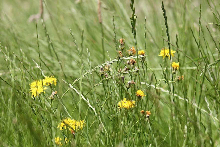 Prairie, pissenlits, fleurs sauvages, les herbes, été, fleur, herbe, jaune, couleur verte, plante, printemps