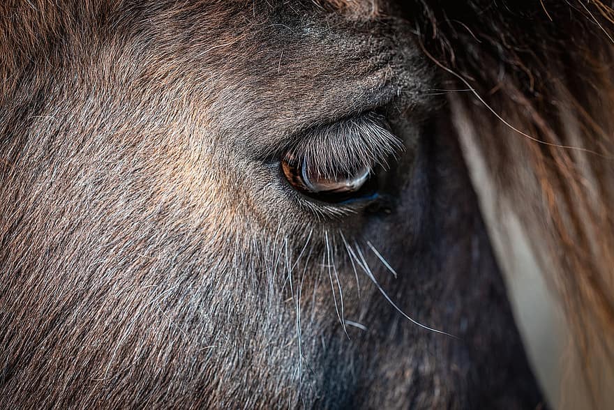 άλογο, πόνυ, μάτι, μάτι αλόγου, κεφάλι αλόγου, λεπτομέρεια, φράζω, ζώο, θηλαστικό ζώο, καφέ, μαύρος
