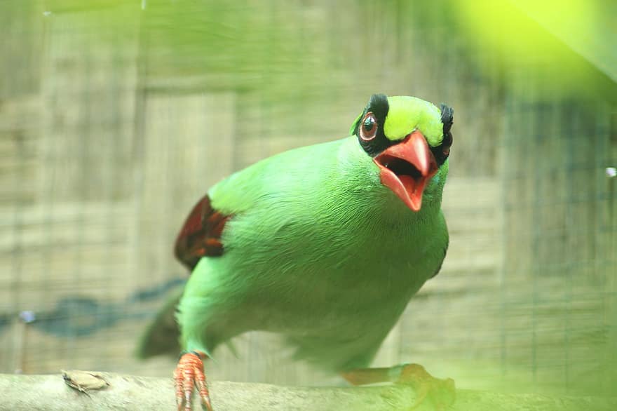 Javanská zelená straka, pták, zvíře, Cissa Thalassina, ptačí, volně žijících živočichů, Jáva