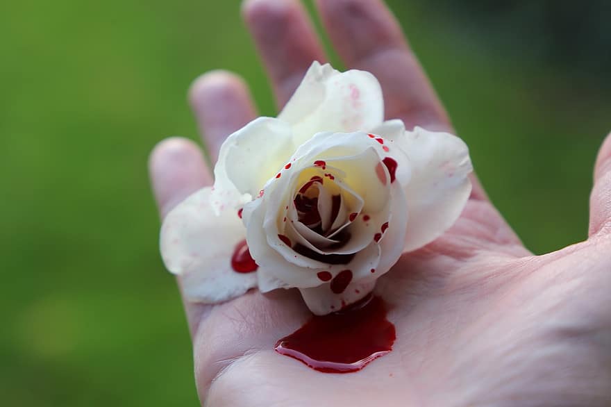 Rosa sangrenta, mão, emoções profundas, triste, tragédia, tristeza, Horror, sangue, lembrando, Snow Queen Rose, sangue artificial
