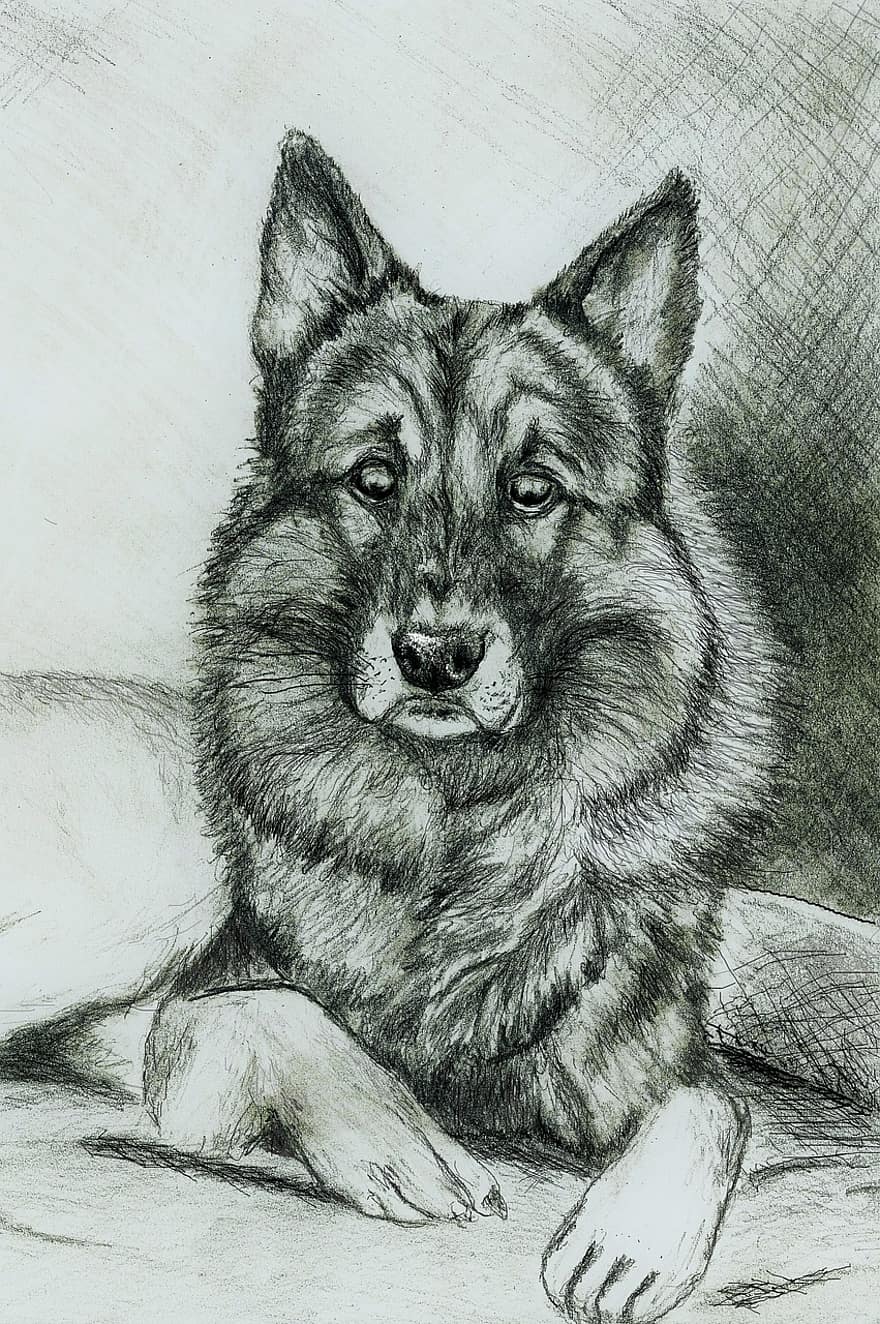 Schäfer Dog, çizim, portre, Evcil Hayvan