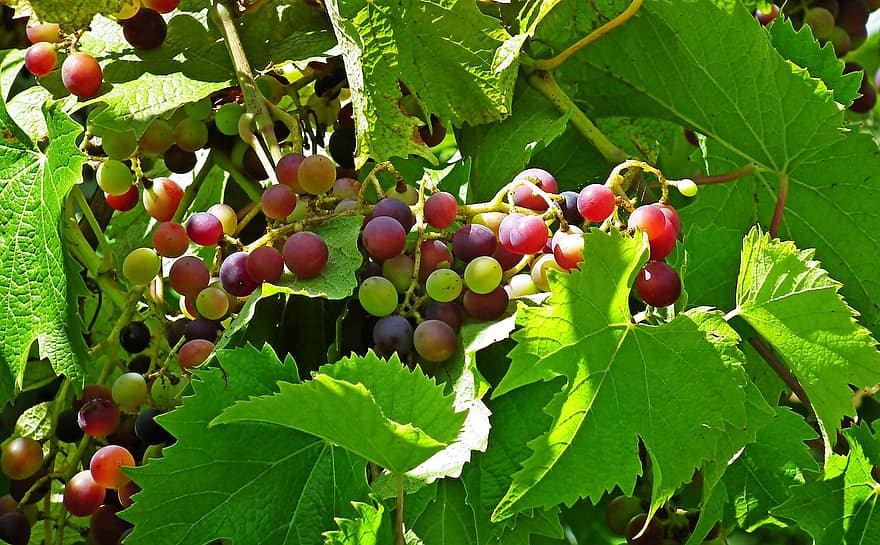 uvas, viñedo, hojas, Fruta, viñas, naturaleza, cultivo, sano
