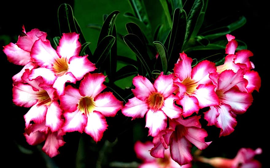 Adenium Obesum, Adenium, Flowers, Flora, Petals