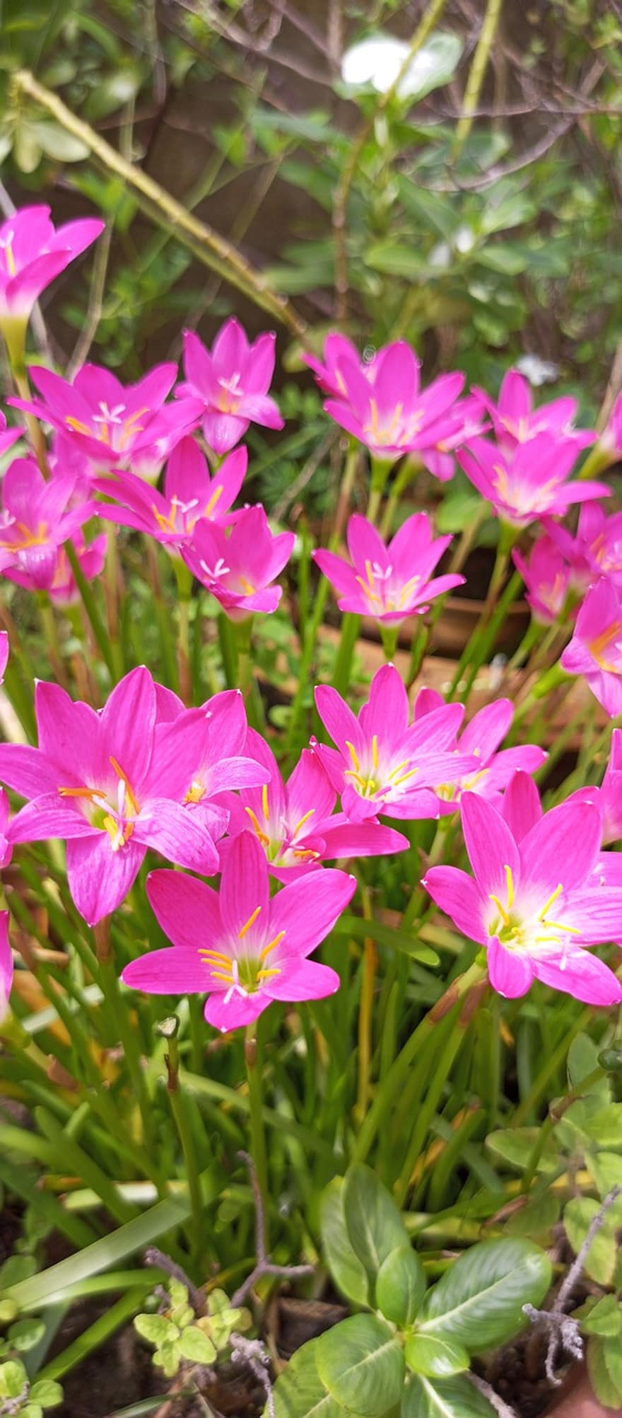 백합, 꽃들, 정원, 핑크 꽃, 꽃잎, 분홍색 꽃잎, 꽃, 식물, 플로라