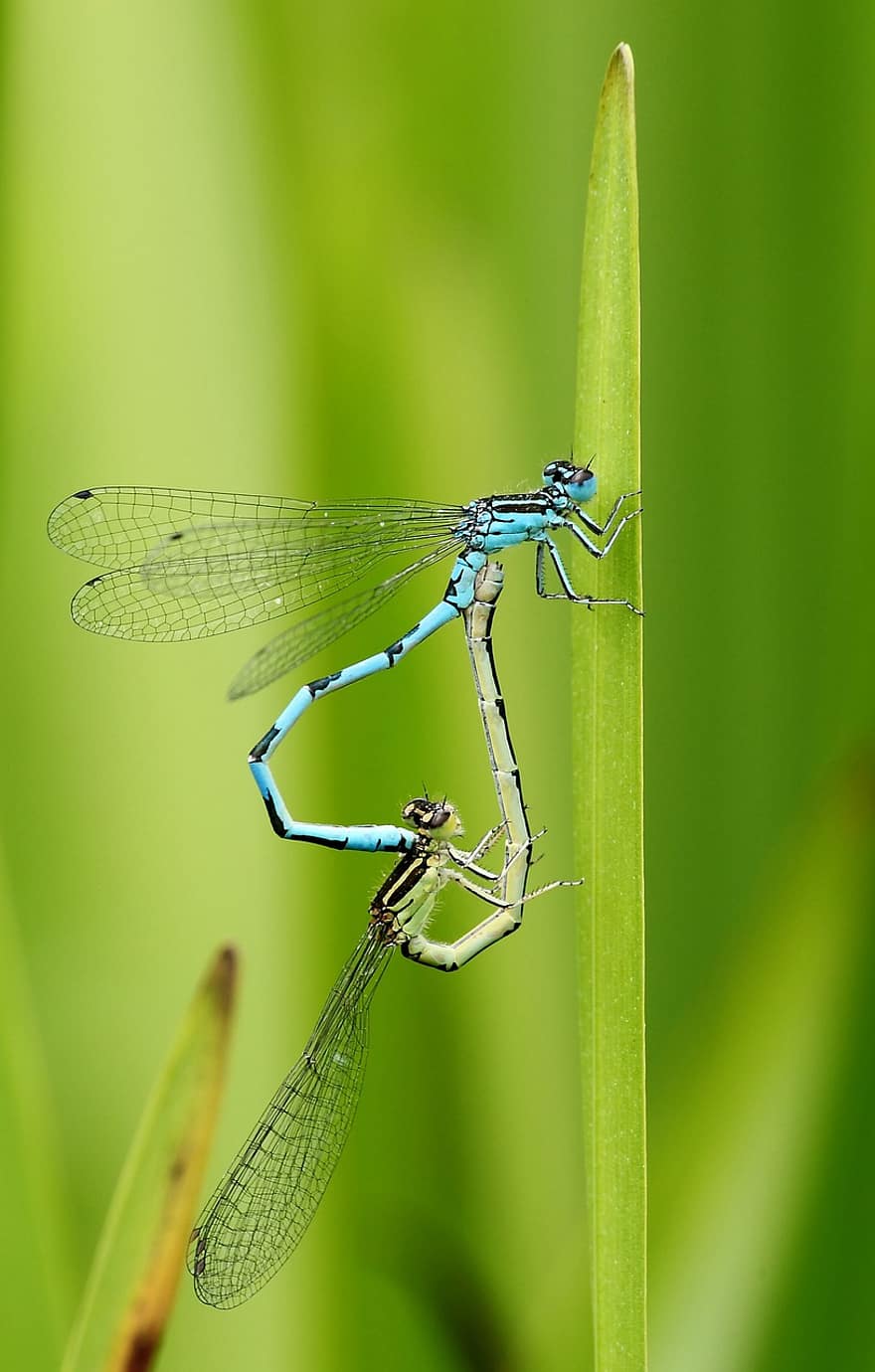 Insect, Dragonfly, Entomology, Species, Macro, Reproduction, Nature, close-up, green color, summer, animals in the wild
