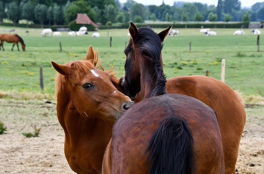 cavalls, cavalls marrons, equins, acoblament, crinera, mamífers, animals, granja, animals de granja, rural, camp