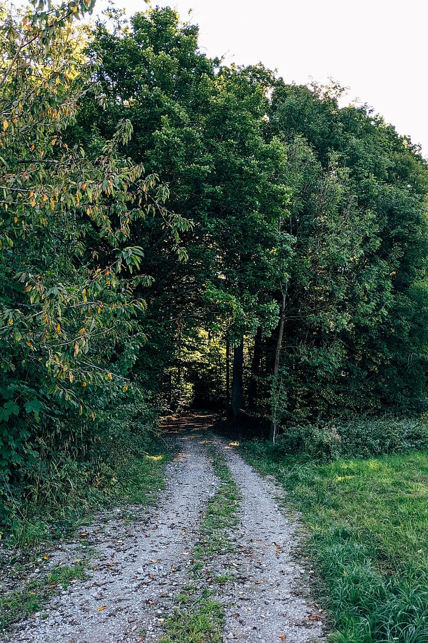 cesta, les, dřevo, stezka, stromy, podzim