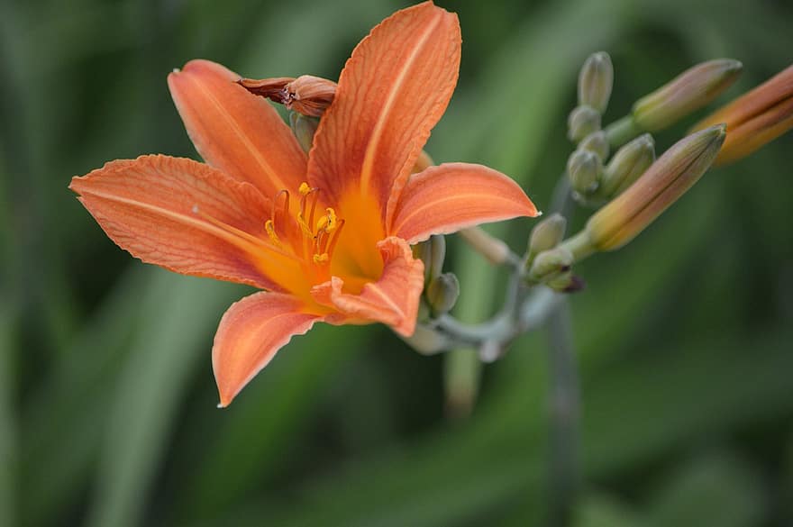 Blume, orange Lilie, orangene Blume, Natur, Garten, Nahansicht, Pflanze, Blatt, Blütenblatt, Blütenkopf, Sommer-