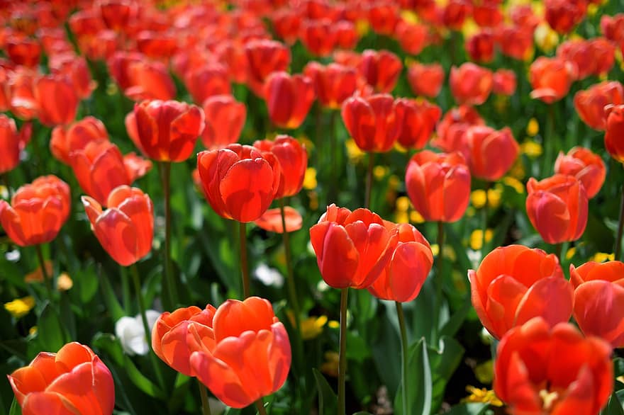 tulipány, květiny, květinová zahrada, Tulipán festival, červené tulipány, Červené, tulipán, květ, jaro, zelená barva, rostlina