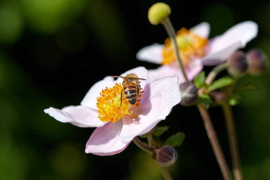 मधुमक्खी, कीट, सेचन, परागन, फूल, पंखों वाले कीड़े, पंख, प्रकृति, कलापक्ष, कीटविज्ञान, मैक्रो