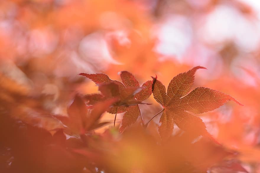 maple jepang, pohon, alam, merah, maple, taman, daun, Daun-daun, Jepang, penuh warna, pemandangan
