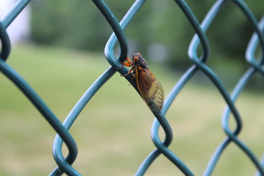 cicada, vabzdys, tvora, vielos tvora, klaida, gyvūnas, pobūdį