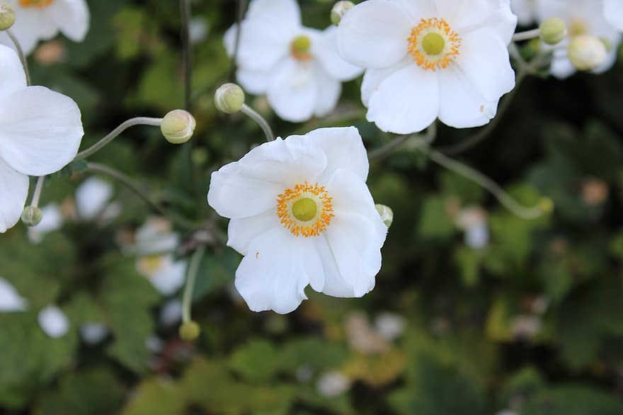 Japanese Anemone, Flowers, Plants, Anemone, White Flowers, Petals, Buds, Bloom, Nature