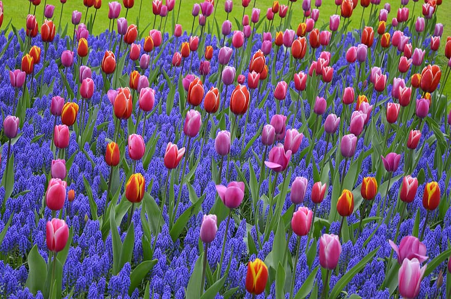 tulipanes, lavandas, las flores, campo, pétalos, floración, flor, flora, plantas, Flores de primavera