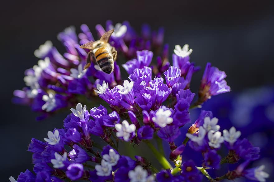 цветок, пчела, насекомое, цветение, цвести, крупный план, завод, летом, лепесток, пурпурный, весна