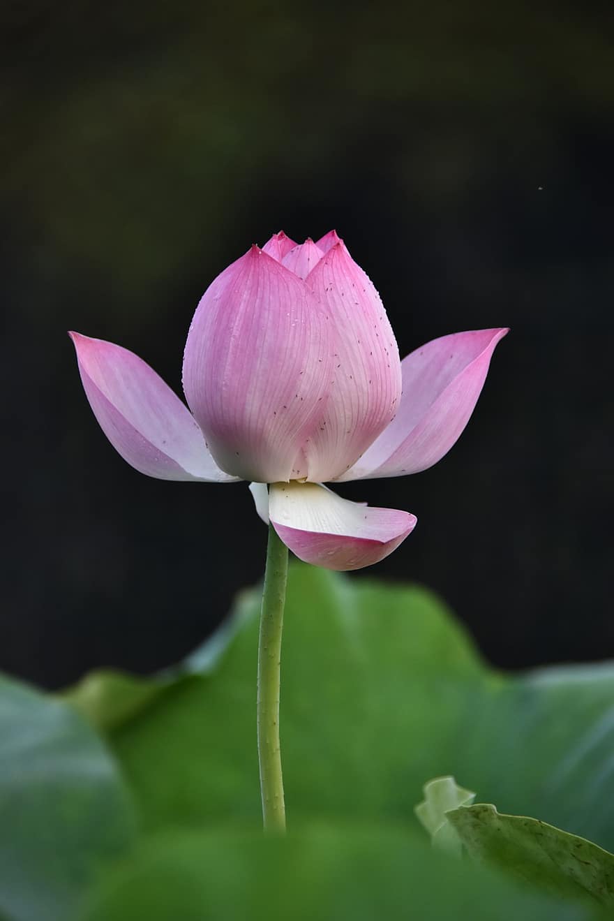Lotus, Blume, Knospe, nelumbo nucifera, Indischer Lotus, heiliger Lotus, Bohne von Indien, Ägyptische Bohne, Seerose, blühen, Pflanze