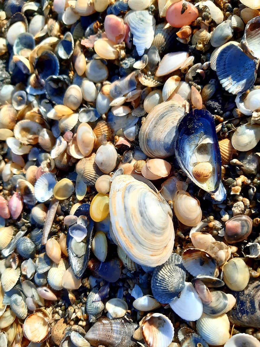 schelpdier, schelpen, strand, Noordzee, kust