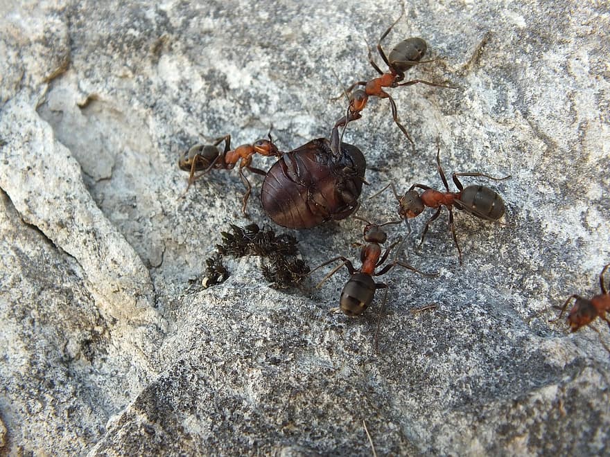 мравки, наблизо