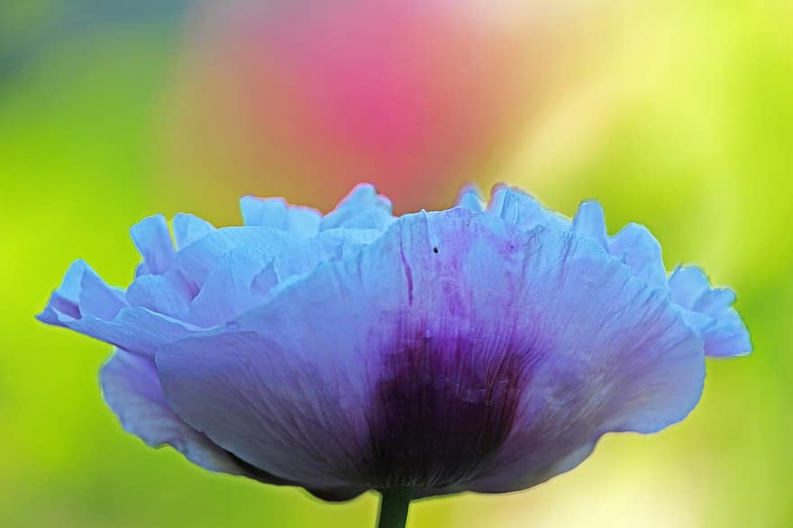 opium, bunga, mekar, berkembang, ungu, flora, penuh warna, poppy diisi, klatschmohn, latar belakang berwarna-warni, berbunga